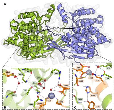 Probing the active site of Class 3 L-asparaginase by mutagenesis. I. Tinkering with the zinc coordination site of ReAV